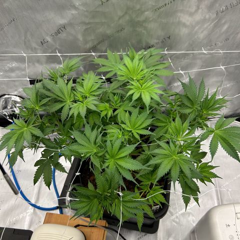 Strawberry Amnesia #1 Scrog growlog photo: Tucking progress 