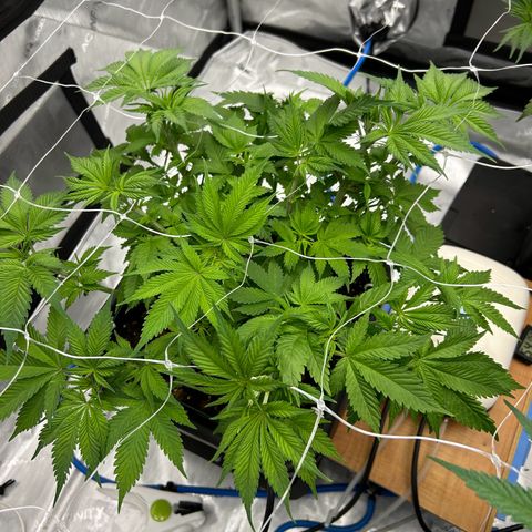 Strawberry Amnesia #2 Scrog growlog photo: Tucking progress 