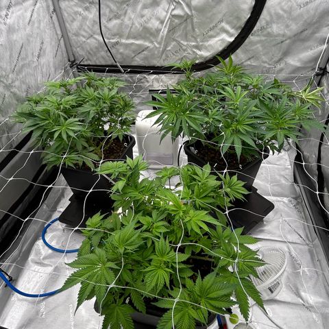 Strawberry Amnesia #1 Scrog growlog timeline photo