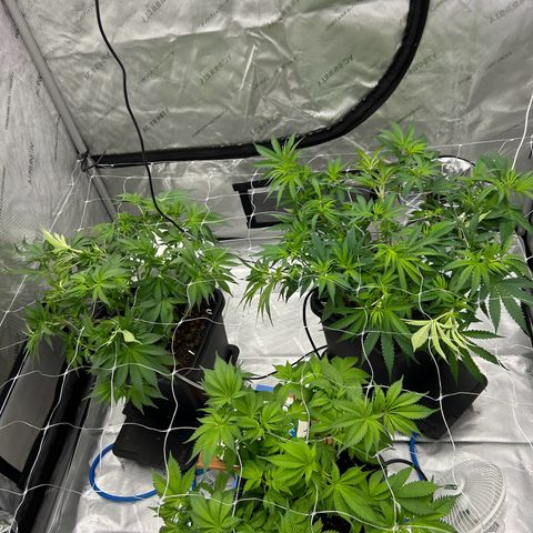 Strawberry Amnesia #1 Scrog growlog photo: Keep on tucking 