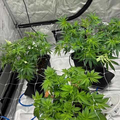 Strawberry Amnesia #1 Scrog growlog photo: Keep on tucking 
