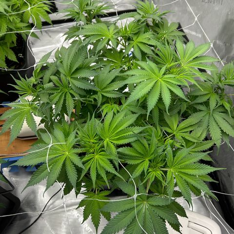 Strawberry Amnesia #1 Scrog growlog photo: Tucking