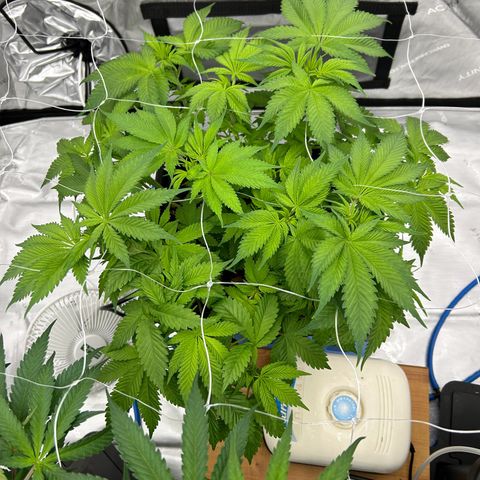 Strawberry Amnesia #2 Scrog growlog photo: Scrogging 