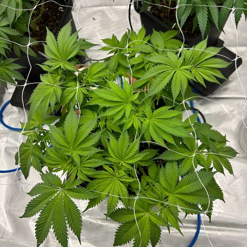 Strawberry Amnesia #2 Scrog growlog photo: Scrogging 