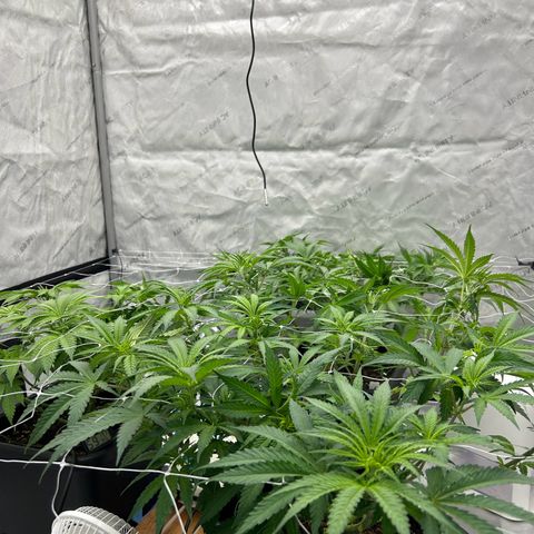 Strawberry Amnesia #1 Scrog growlog timeline photo