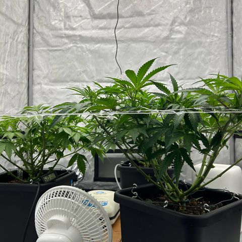 Strawberry Amnesia #1 Scrog growlog timeline photo