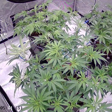 Strawberry Amnesia #1 Scrog growlog timeline photo
