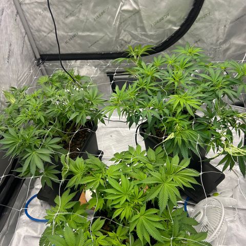 Strawberry Amnesia #1 Scrog growlog photo: Tucking. 