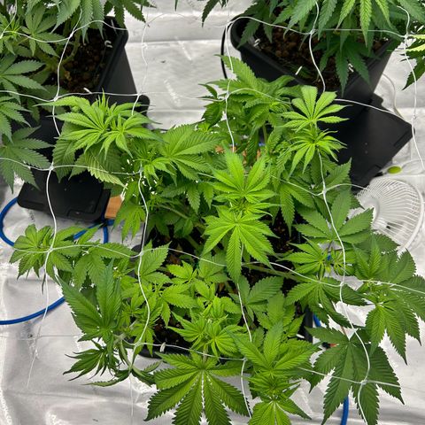 Strawberry Amnesia #2 Scrog growlog photo: Tucking and slight defol