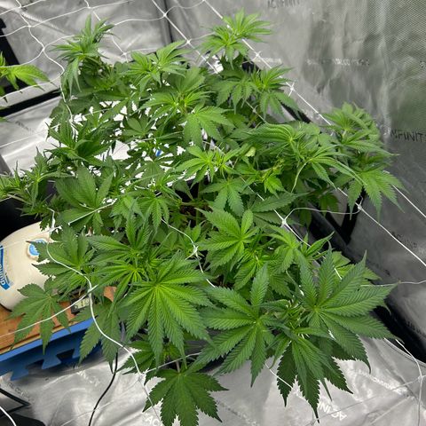 Strawberry Amnesia #1 Scrog growlog photo: Tucking and slight defol