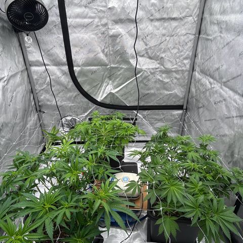 Strawberry Amnesia #1 Scrog growlog timeline photo