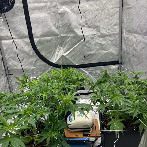 Strawberry Amnesia #1 Scrog growlog timeline photo