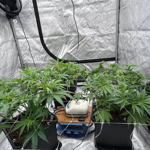 Strawberry Amnesia #1 Scrog growlog timeline photo