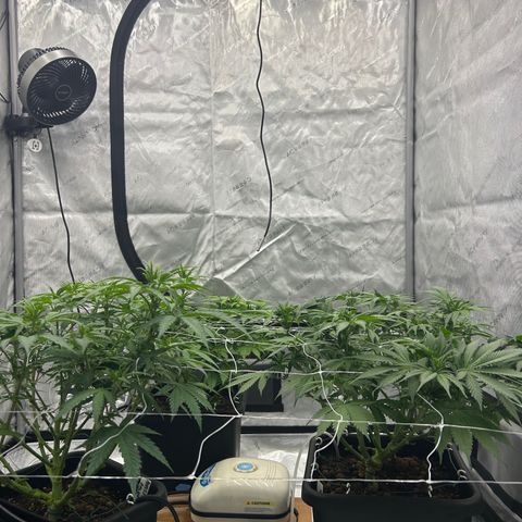 Strawberry Amnesia #1 Scrog growlog photo: Scrogging 
