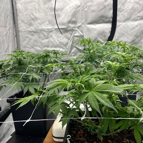 Strawberry Amnesia #1 Scrog growlog photo: Scrogging 