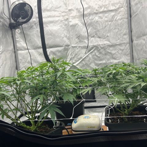 Strawberry Amnesia #1 Scrog growlog photo: Scrogging 