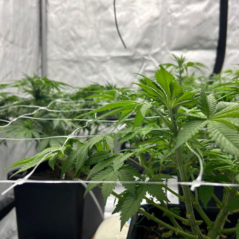 Strawberry Amnesia #1 Scrog growlog photo: Scrogging 