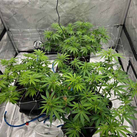 Strawberry Amnesia #1 Scrog growlog photo: Scrogging 