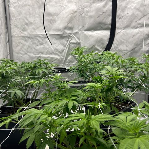Strawberry Amnesia #1 Scrog growlog photo: Scrogging 
