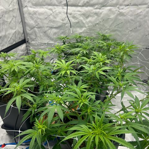 Strawberry Amnesia #1 Scrog growlog photo: Progress 