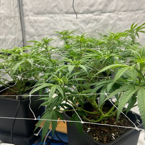 Strawberry Amnesia #1 Scrog growlog photo: Progress 