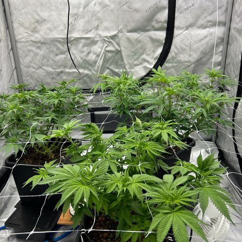 Strawberry Amnesia #1 Scrog growlog timeline photo