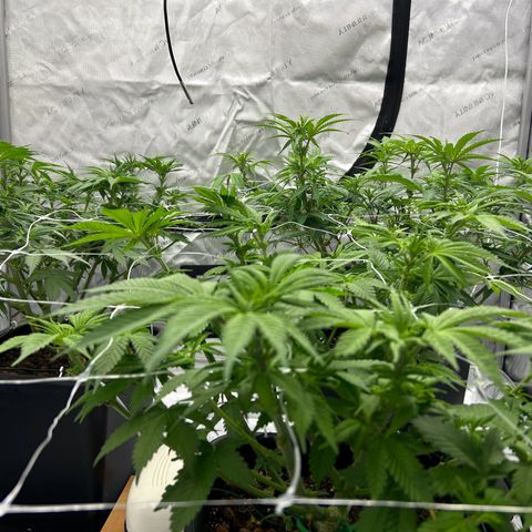 Strawberry Amnesia #1 Scrog growlog timeline photo