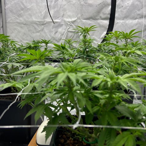 Strawberry Amnesia #1 Scrog growlog timeline photo