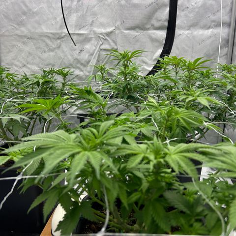 Strawberry Amnesia #1 Scrog growlog timeline photo