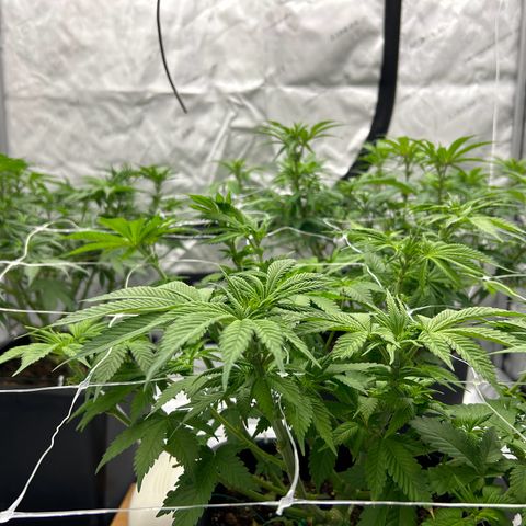 Strawberry Amnesia #1 Scrog growlog timeline photo