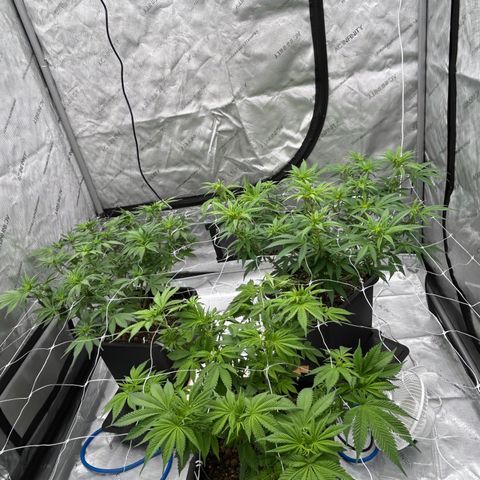 Strawberry Amnesia #1 Scrog growlog timeline photo