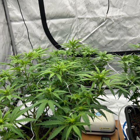 Strawberry Amnesia #1 Scrog growlog timeline photo