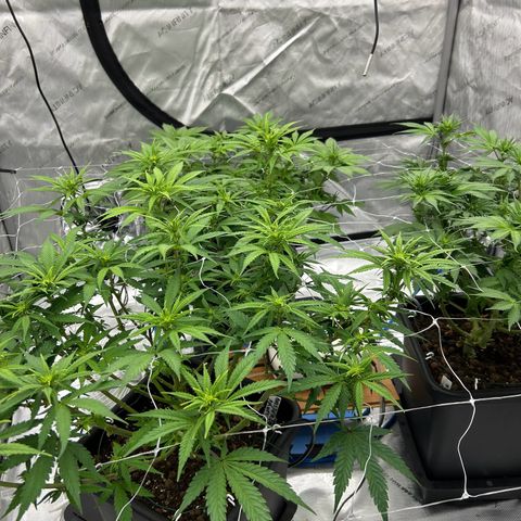Strawberry Amnesia #1 Scrog growlog timeline photo