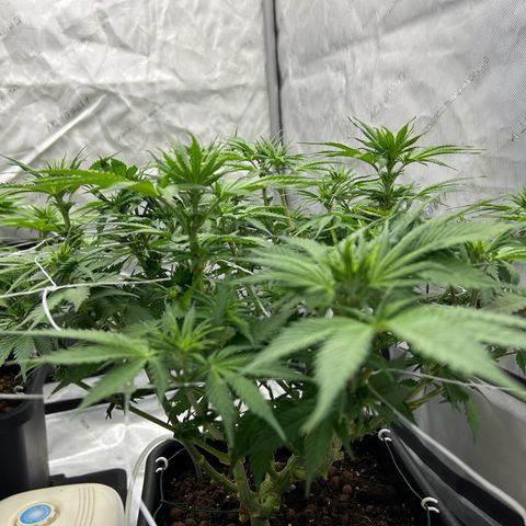 Strawberry Amnesia #1 Scrog growlog timeline photo