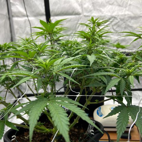 Strawberry Amnesia #1 Scrog growlog timeline photo