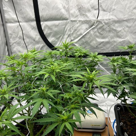 Strawberry Amnesia #1 Scrog growlog timeline photo