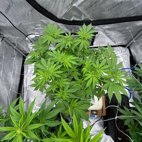 Strawberry Amnesia #2 Scrog growlog timeline photo