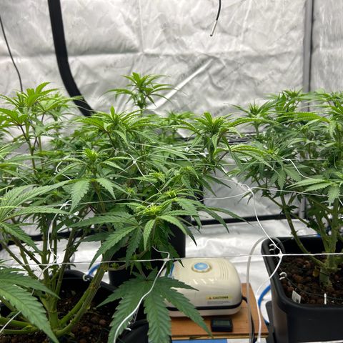 Strawberry Amnesia #1 Scrog growlog timeline photo
