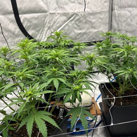 Strawberry Amnesia #1 Scrog growlog timeline photo