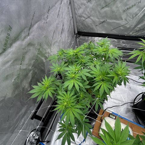Strawberry Amnesia #1 Scrog growlog timeline photo