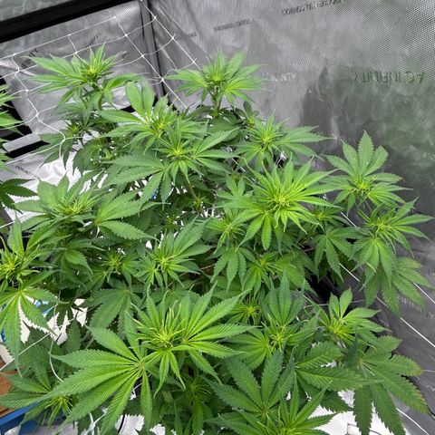 Strawberry Amnesia #1 Scrog growlog timeline photo