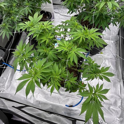 Strawberry Amnesia #2 Scrog growlog timeline photo