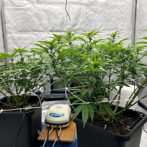 Strawberry Amnesia #1 Scrog growlog timeline photo