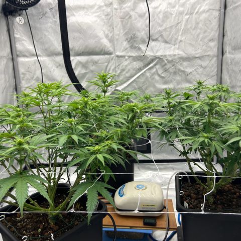 Strawberry Amnesia #1 Scrog growlog timeline photo