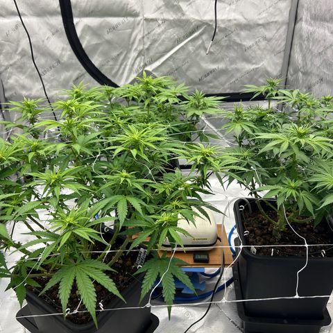 Strawberry Amnesia #1 Scrog growlog timeline photo