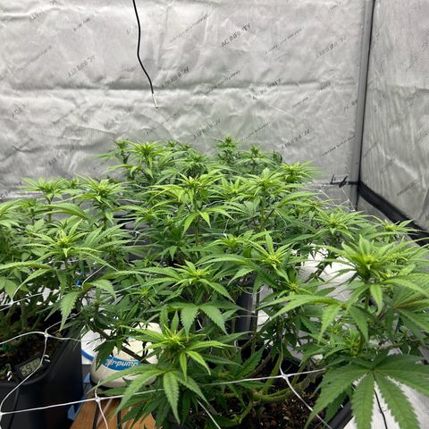 Strawberry Amnesia #1 Scrog growlog timeline photo