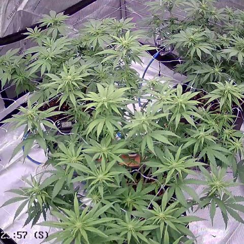 Strawberry Amnesia #1 Scrog growlog timeline photo