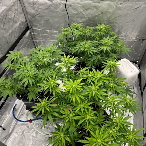 Strawberry Amnesia #1 Scrog growlog photo: Post first bloom feed 