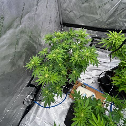 Strawberry Amnesia #1 Scrog growlog timeline photo