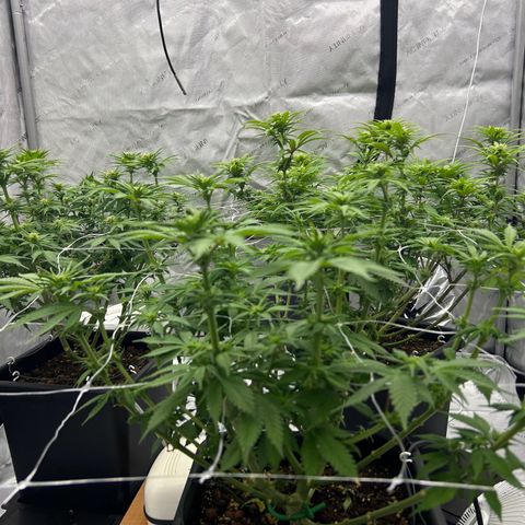 Strawberry Amnesia #1 Scrog growlog timeline photo